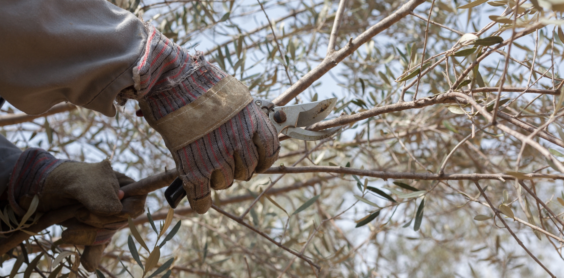 Potatura ulivi a Grosseto